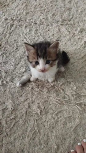 Estou doando gatinho