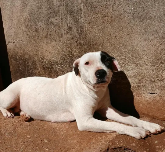 Doa se casal de pitbull