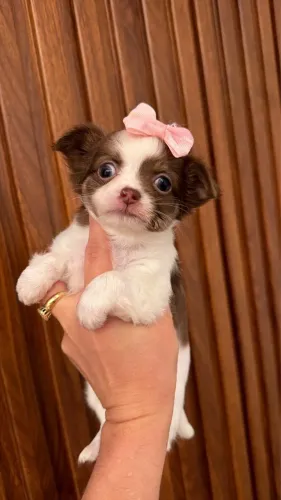 Chihuahua branco e chocolate bonequinha perfeitinha
