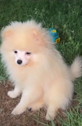 Spitz alemão 