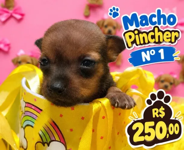 Filhote macho pinscher número 1