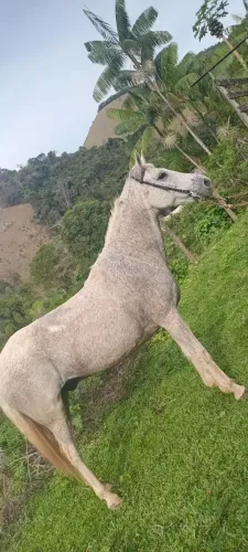 Mangalarga Marchador Tordilho