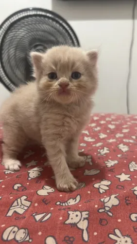 PROMOÇÃO DE GATINHO PERSAAA