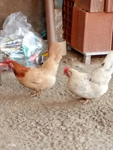 Vendo 