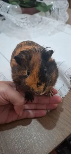 Doação de Porquinho da Índia 