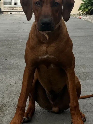 Cachorro Rhodesian ridgeback