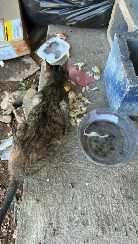 Gatinha pra doação Pinhais * 