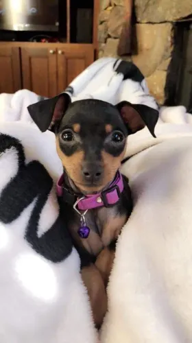 Filhotes De Pinscher - Seu Coração Está Pronto Para Esse Novo Amor Peludo