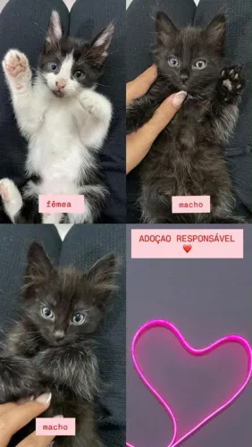 Filhote de Gato para adoção