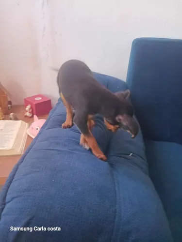 Vende se uma pinscher  fêmea  de 2 mese 