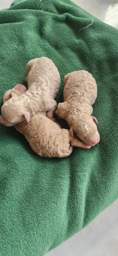 Filhotes de poodle toy