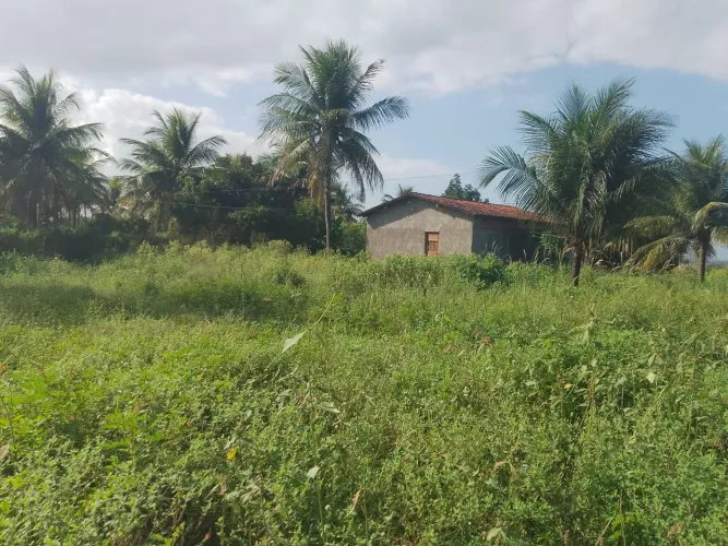 Terreno com árvores de frutas é casa grande.