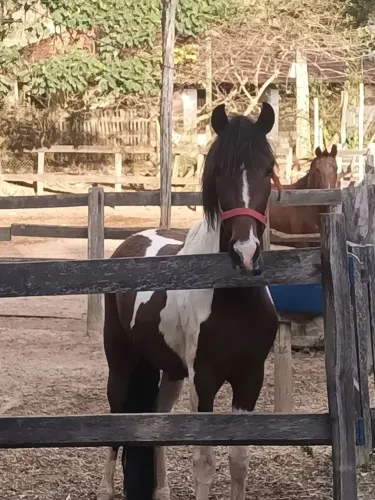 Lindo potro manga larga marchador pampa de pinhão