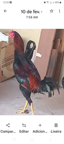 Casal de frango índio puro