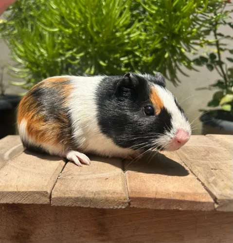 Porquinho India Femea 3 meses