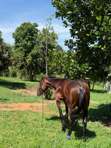 * Cobertura de Garanhão American Trotter | Genética, Estrutura e Temperamento