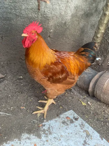 Vendo