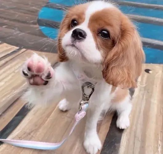 Cavalier King- Fêmea blenheim com 83 dias, vermifugada e com 3 doses de V10 -Dani