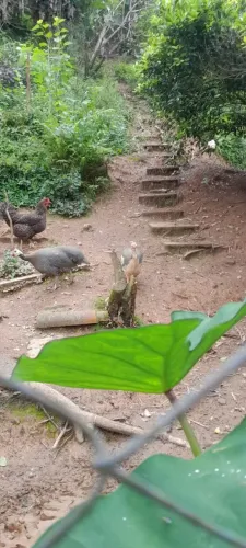 Vendo angolista