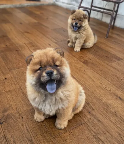 Chow chow