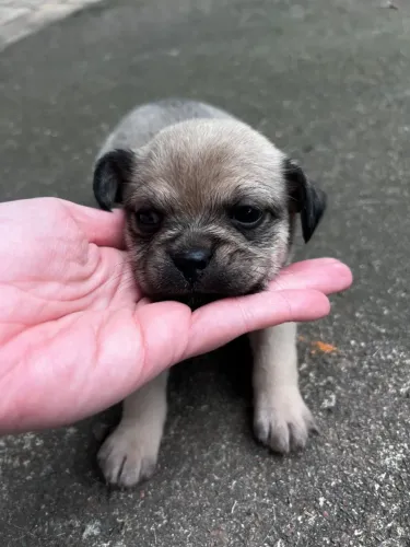 Cachorro