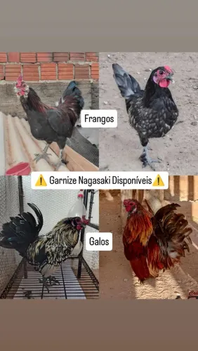 Frangos e Galos Garnize Nagasaki