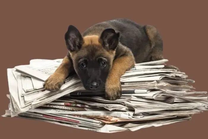 Jornal Pra Pet