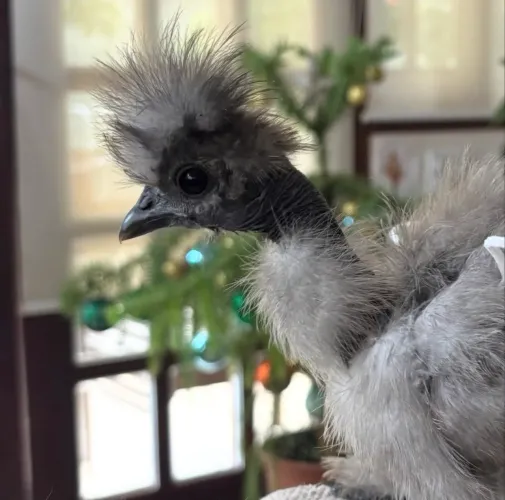 GALOS SEDOSA (SILKIE) - 4 EXEMPLARES DISPONÍVEIS