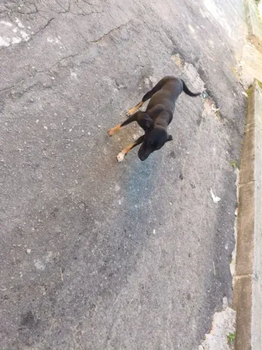 Adoção