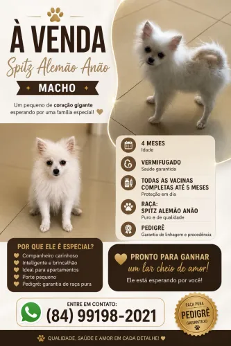 Vende- se esse lindo cachorro 