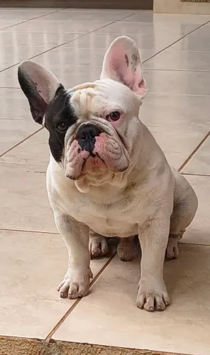 Bulldog francês para cobertura