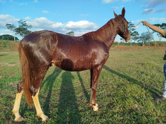 Potro/cavalo manga larga PO.