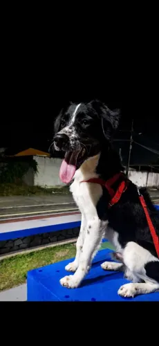 Adoção responsável mestiço de Border Collie 