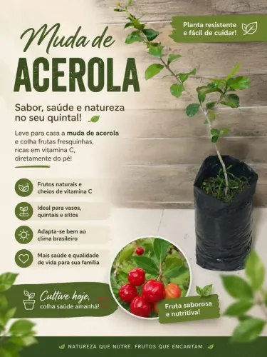 Mudas de Acerola