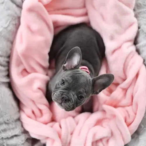 Fêmeas e machinho de Bulldog Francês!!! 