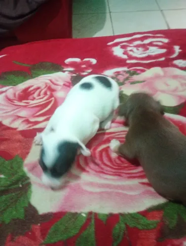 cachorros