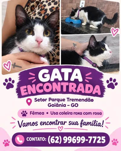 Gata fêmea encontrada