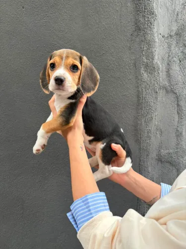 É uma raça muito ativa e brincalhona , se dar muito bem com Crianças. Beagle