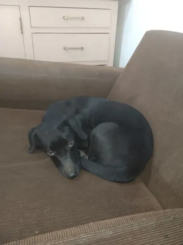 Doação fêmea porte pequeno Basset salsicha com vira lata 
