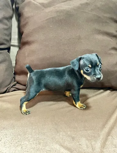 Filhote de pinscher