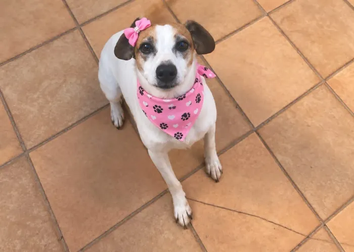 Adoção cachorrinha super dócil, castrada, leia o texto