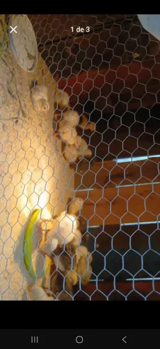 Vendo pintinhos