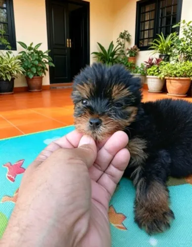 Lindos Filhotes De Yorkshire Terrier