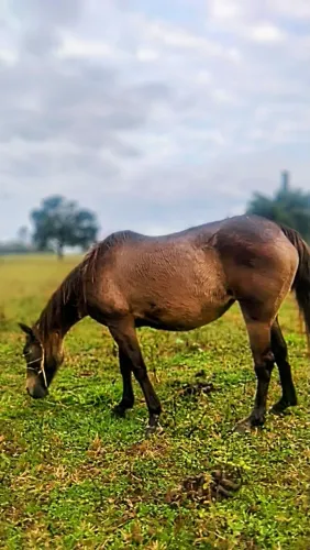 Cavalo
