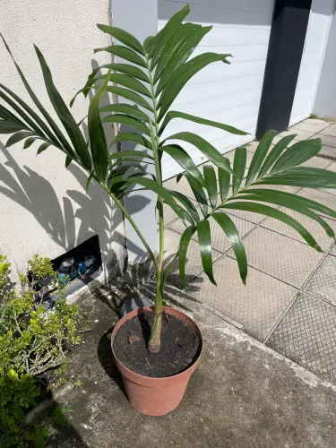 Palmeira imperial