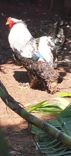 Galo brahma dark