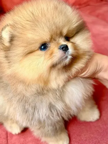 Spitz Alemão Anão