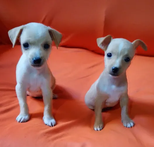 Cachorro Pincher 350,00