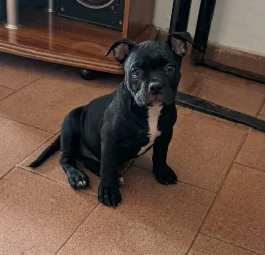 Filhote American Bully Pocket