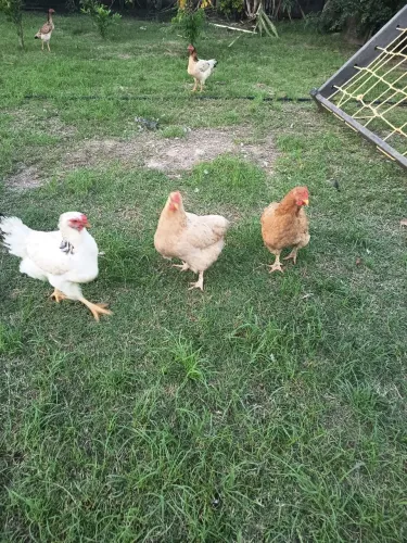 Galinhas caipira 
